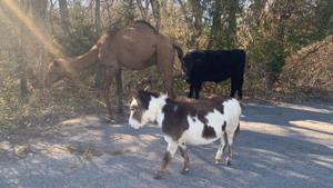 The unlikely trio appeared in a neighbourhood of Goddard.(Facebook/Goddard Police Department) The unlikely trio appeared in a neighbourhood of Goddard.(Facebook/Goddard Police Department)