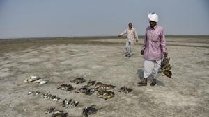 The Bareilly-based Indian Veterinary Research Institute (IVRI) confirmed on Thursday that the cause of death of around 18,500 migratory birds at India’s biggest inland salt water wetland, around Sambhar lake, is botulism, a neuromuscular illness.(PTI Photo) The Bareilly-based Indian Veterinary Research Institute (IVRI) confirmed on Thursday that the cause of death of around 18,500 migratory birds at India’s biggest inland salt water wetland, around Sambhar lake, is botulism, a neuromuscular illness.(PTI Photo)