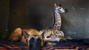 Hunter, a young Belgian Malinois, keeps an eye on Jazz, a nine-day-old giraffe.(AP) Hunter, a young Belgian Malinois, keeps an eye on Jazz, a nine-day-old giraffe.(AP)