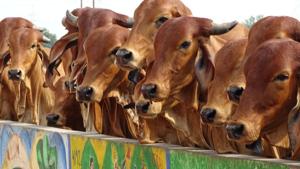 The bulls will have coats made only of jute, while cows coats will have two layers.(Pixabay) The bulls will have coats made only of jute, while cows coats will have two layers.(Pixabay)
