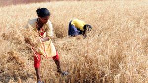 The Gujarat government on Saturday announced a financial package of Rs 3,795 crore for the farmers whose crop was damaged in unseasonal rains.(Diwakar Prasad/ Hindustan Times)