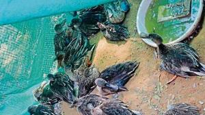 Birds rescued from the Sambhar wetland have been kept at a forest department centre.(HT Photo) Birds rescued from the Sambhar wetland have been kept at a forest department centre.(HT Photo)