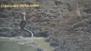 The video of the python attacking the deer has been shared by IFS officer Susanta Nanda on Twitter.(Twitter/Susanta Nanda) The video of the python attacking the deer has been shared by IFS officer Susanta Nanda on Twitter.(Twitter/Susanta Nanda)