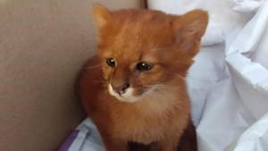 The rescued ‘kitten’ turned out to be something very different.(Facebook/Fundacion Argentina de Rescate Animal) The rescued ‘kitten’ turned out to be something very different.(Facebook/Fundacion Argentina de Rescate Animal)