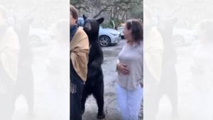 The video of bear stroking a woman’s hair has gained lakhs of views.(YouTube/adlervonstahl) The video of bear stroking a woman’s hair has gained lakhs of views.(YouTube/adlervonstahl)