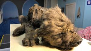 The 18,000-year-old ice age animal is perfectly preserved.(Twitter/Centre for Palaeogenetics) The 18,000-year-old ice age animal is perfectly preserved.(Twitter/Centre for Palaeogenetics)