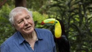 A still from Life in Colour, coming to Netflix in 2021. Attenborough has been knighted, honoured and awarded around the world for doing more than perhaps any other individual, as one panel put it, to reveal the wonders of the natural world to us. But many naturalists say the pristine habitats depicted in his films have, for decades, failed to reflect reality. A still from Life in Colour, coming to Netflix in 2021. Attenborough has been knighted, honoured and awarded around the world for doing more than perhaps any other individual, as one panel put it, to reveal the wonders of the natural world to us. But many naturalists say the pristine habitats depicted in his films have, for decades, failed to reflect reality.