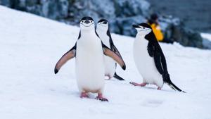 On Half Moon Island, chinstrap penguins -- named for the black stripe on their chin -- strut about in the spring breeding season, raising their beaks and screeching from their rocky nests. (REPRESENTATIONAL IMAGE)(Unsplash) On Half Moon Island, chinstrap penguins -- named for the black stripe on their chin -- strut about in the spring breeding season, raising their beaks and screeching from their rocky nests. (REPRESENTATIONAL IMAGE)(Unsplash)