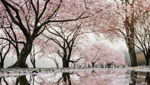 Japan is a must-visit in December. Here’s how you can witness it in its winter glory when you travel.(Unsplash) Japan is a must-visit in December. Here’s how you can witness it in its winter glory when you travel.(Unsplash)