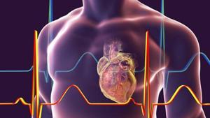 Human heart with heart vessles inside human body and ECG, 3D illustration(Getty Images/iStockphoto) Human heart with heart vessles inside human body and ECG, 3D illustration(Getty Images/iStockphoto)