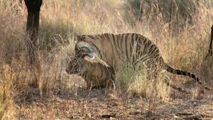Tiger and Tigress in Ranthambore Tiger Reserve, Sawai Madhopur. Experts said that the corridors cover almost all major areas witnessing tiger movement.(HT file photo)