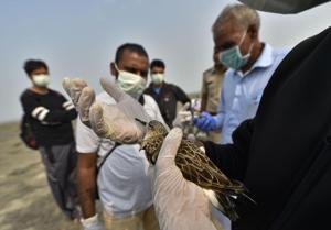 Veterinary doctors provide first aid to a bird at the Sambhar Salt Lake in Rajasthan.(PTI Photo) Veterinary doctors provide first aid to a bird at the Sambhar Salt Lake in Rajasthan.(PTI Photo)