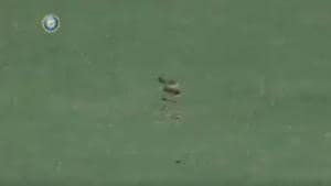 BCCI Domestic shared the video of the snake on the ground in Vijaywada on its Twitter handle.(Twitter/BCCI Domestic)