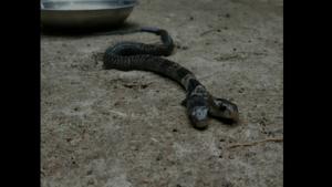 A two-headed snake was found in the Ekarukhi village of Belda forest range in West Bengal’s Midnapore city.(Twitter/@ANI) A two-headed snake was found in the Ekarukhi village of Belda forest range in West Bengal’s Midnapore city.(Twitter/@ANI)