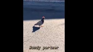 The birds were sighted on the roads of Las Vegas.(Twitter) The birds were sighted on the roads of Las Vegas.(Twitter)