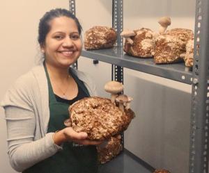 Namrata Goenka, is a former patent lawyer who now grows mushrooms full-time. She succeeded growing them in a spare room in her home, and is now in the process of expanding her business, via a commercial unit in Bengaluru that will contain temperature-, light-, humidity- and nutrition-controlled chambers. Namrata Goenka, is a former patent lawyer who now grows mushrooms full-time. She succeeded growing them in a spare room in her home, and is now in the process of expanding her business, via a commercial unit in Bengaluru that will contain temperature-, light-, humidity- and nutrition-controlled chambers.