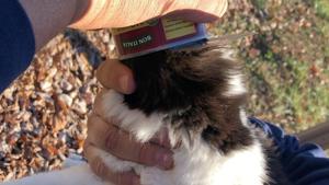 The incident happened in North California,USA, which prompted the Clyaton Fire Department to rush to the feline’s rescue.(Facebook/Clayton fire department) The incident happened in North California,USA, which prompted the Clyaton Fire Department to rush to the feline’s rescue.(Facebook/Clayton fire department)