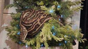 The python was discovered on the Christmas tree.(Twitter/@JohnBrooks92) The python was discovered on the Christmas tree.(Twitter/@JohnBrooks92)