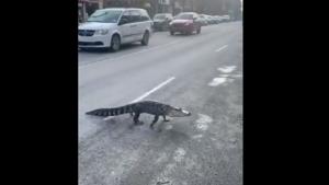 The reptile allegedly broke free from an exotic animal relocation van and made a run for the streets.(Twitter/@mayssamsamaha) The reptile allegedly broke free from an exotic animal relocation van and made a run for the streets.(Twitter/@mayssamsamaha)