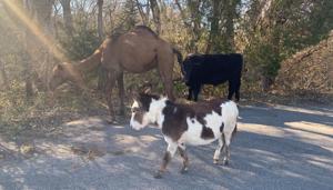 A camel, cow and donkey that were found roaming together along a Kansas road have been booked to appear in a Christmas Nativity scene.(Facebook) A camel, cow and donkey that were found roaming together along a Kansas road have been booked to appear in a Christmas Nativity scene.(Facebook)