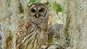The owl was found after the family got to their destination. (representational image)(Unsplash) The owl was found after the family got to their destination. (representational image)(Unsplash)