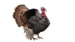 Turkey meat is healthy and a leaner protein source than even chicken.(Shutterstock Image)