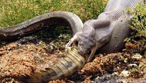 Image shows a snake eating a crocodile.(Facebook/G Wildlife Rescue Inc) Image shows a snake eating a crocodile.(Facebook/G Wildlife Rescue Inc)