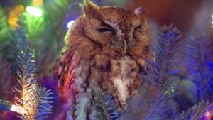 An owl nestled in a Christmas tree that belongs to Katie McBride Newman.(AP) An owl nestled in a Christmas tree that belongs to Katie McBride Newman.(AP)