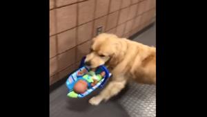 The department also shared a video showing the dog walking out of a room with a toy in its mouth.(Facebook/Franklin Police Department) The department also shared a video showing the dog walking out of a room with a toy in its mouth.(Facebook/Franklin Police Department)
