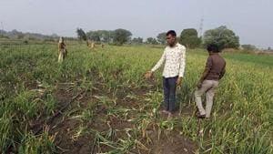 Farmers in several onion-growing areas of Madhya Pradesh have started keeping a round-the-clock watch on their fields after more than a dozen cases of theft of the pricey bulb was reported.(Sourced)