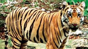 Three-year-old male sub-adult tiger (T1-C1).(ANI Photo) Three-year-old male sub-adult tiger (T1-C1).(ANI Photo)