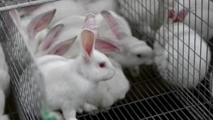 Union health ministry has suggested against doing away with the practice of use of animals for experimentation at the post graduate level in medical colleges(HT File) Union health ministry has suggested against doing away with the practice of use of animals for experimentation at the post graduate level in medical colleges(HT File)