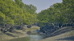 The Sunderbans is the world’s largest mangrove delta and home to the Royal Bengal Tiger.(GETTY IMAGES/iStockphoto.) The Sunderbans is the world’s largest mangrove delta and home to the Royal Bengal Tiger.(GETTY IMAGES/iStockphoto.)