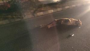 A video grab of the leopard after it was killed on the Pune-Nashik highway.(Maharashtra forest department) A video grab of the leopard after it was killed on the Pune-Nashik highway.(Maharashtra forest department)