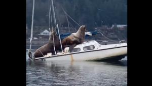 The short clip shows the sea lions lying comfortably on the boat.(Instagram/@fishingjosh) The short clip shows the sea lions lying comfortably on the boat.(Instagram/@fishingjosh)