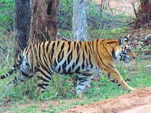 A 45-year-old farmer of Nankar village in Lakhimpur Kheri was killed in a tiger attack on Monday.(HT File) A 45-year-old farmer of Nankar village in Lakhimpur Kheri was killed in a tiger attack on Monday.(HT File)