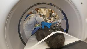 Experts Come Together to Save 3-Year Old Gorilla’s Eyesight at San Diego Zoo Safari Park.(San Diego Zoo Safari Park) Experts Come Together to Save 3-Year Old Gorilla’s Eyesight at San Diego Zoo Safari Park.(San Diego Zoo Safari Park)