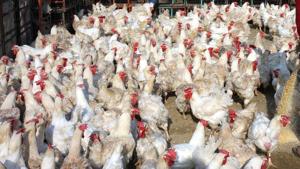 The H5N1 is highly infectious and causes severe respiratory disease in birds.(Representative photo: Virendra Singh Gosain/HT) The H5N1 is highly infectious and causes severe respiratory disease in birds.(Representative photo: Virendra Singh Gosain/HT)