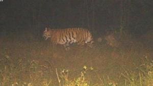 On November 2, 2018, Avni was shot dead in Yavatmal(File Photo/Representative Image) On November 2, 2018, Avni was shot dead in Yavatmal(File Photo/Representative Image)
