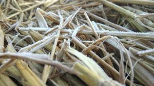 Frost on the crop in Hisar district.(HT Photo) Frost on the crop in Hisar district.(HT Photo)