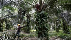 Indian importers will now naturally look at substitute markets, such as Indonesia, Nepal, Ukraine and Argentina, an official said.(REUTERS File Photo) Indian importers will now naturally look at substitute markets, such as Indonesia, Nepal, Ukraine and Argentina, an official said.(REUTERS File Photo)