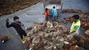 India imports more than nine million tonnes of palm oil every year, mainly from Indonesia and Malaysia, the two biggest exporters.(Reuters File Photo) India imports more than nine million tonnes of palm oil every year, mainly from Indonesia and Malaysia, the two biggest exporters.(Reuters File Photo)