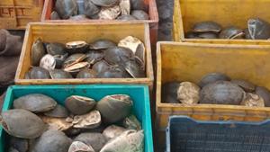 Close to a thousand endangered turtles were seized from a West Bengal market on Sunday morning in a joint raid.(HT Photo) Close to a thousand endangered turtles were seized from a West Bengal market on Sunday morning in a joint raid.(HT Photo)