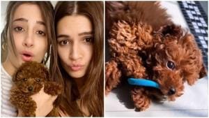 Kriti and Nupur Sanon pose for pictures with their dog. Kriti and Nupur Sanon pose for pictures with their dog.