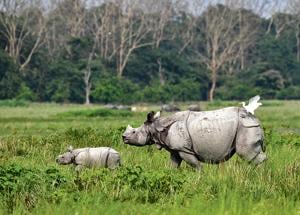 An Indian one-horned rhinoceros and its baby at the Pobitora Wildlife Sanctuary in Assam.(Biju BoroAFP) An Indian one-horned rhinoceros and its baby at the Pobitora Wildlife Sanctuary in Assam.(Biju BoroAFP)
