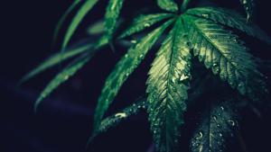 Research has consistently shown that early substance use, including cannabis, is associated with poorer cognitive performance.(Unsplash) Research has consistently shown that early substance use, including cannabis, is associated with poorer cognitive performance.(Unsplash)