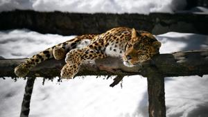 A leopard relaxing on a sunny day at Kufri zoo on Wednesday.(Deepak Sansta / Hindustan Times)