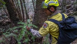 Specialist firefighters have saved the world’s last remaining wild stand of a prehistoric tree from wildfires that razed forests west of Sydney.(AP) Specialist firefighters have saved the world’s last remaining wild stand of a prehistoric tree from wildfires that razed forests west of Sydney.(AP)