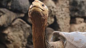 Diego, a 100-year-old tortoise, on Santa Cruz Island, Galapagos, Ecuador.(AP) Diego, a 100-year-old tortoise, on Santa Cruz Island, Galapagos, Ecuador.(AP)