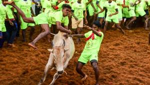 Participants attempt to tame a bull during Jallikattu, in Madurai, Friday, Jan. 17, 2020.(PTI) Participants attempt to tame a bull during Jallikattu, in Madurai, Friday, Jan. 17, 2020.(PTI)